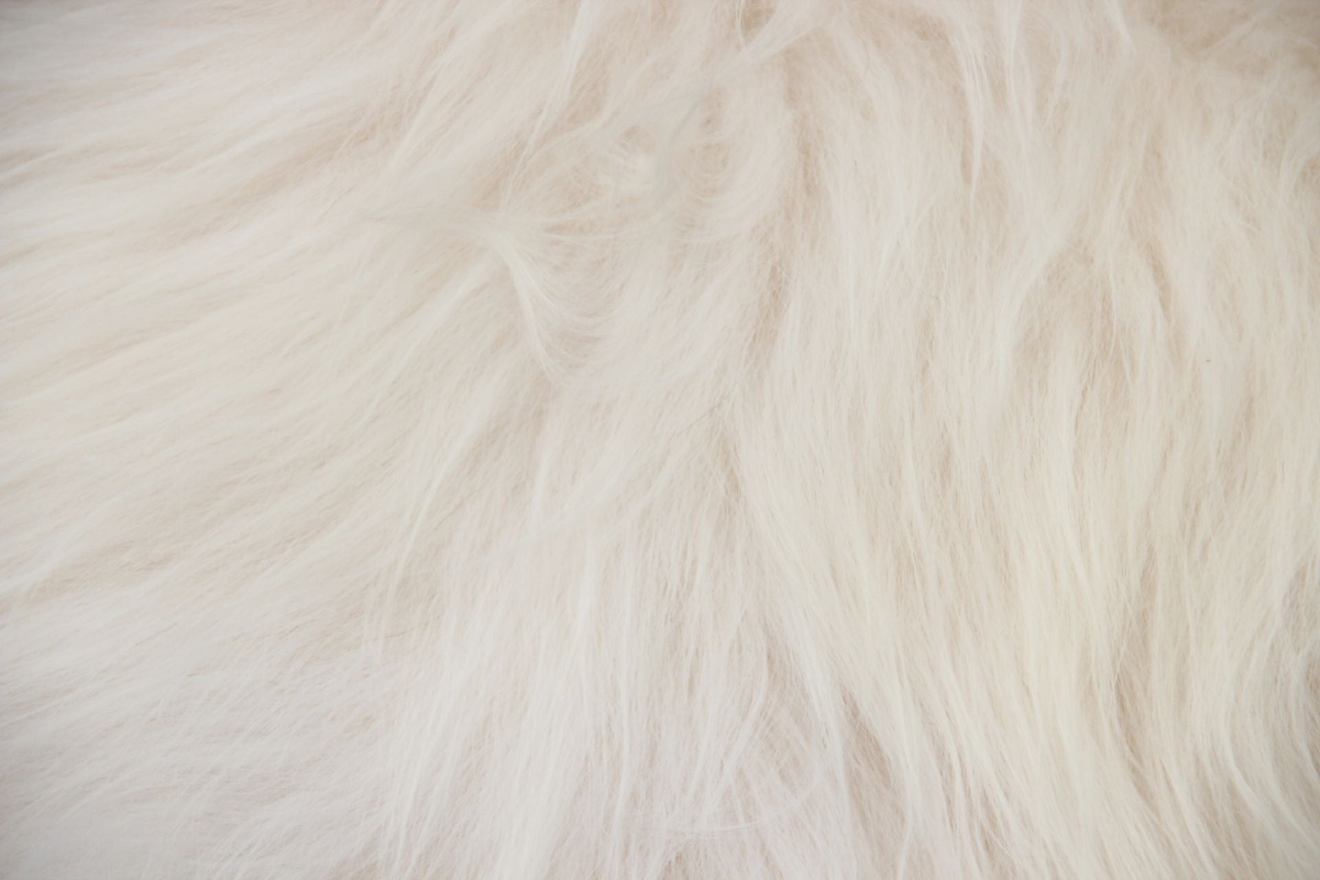 Heidschnucke Naturweiß