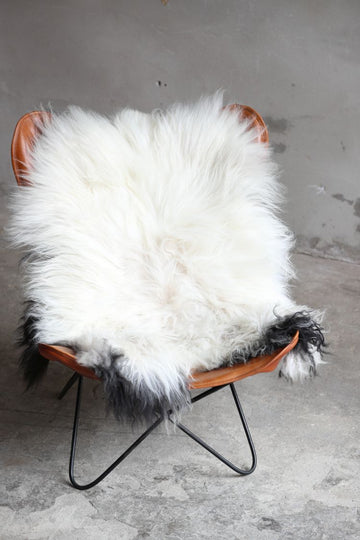 Heidschnucke Weiß mit brauner Unterwolle