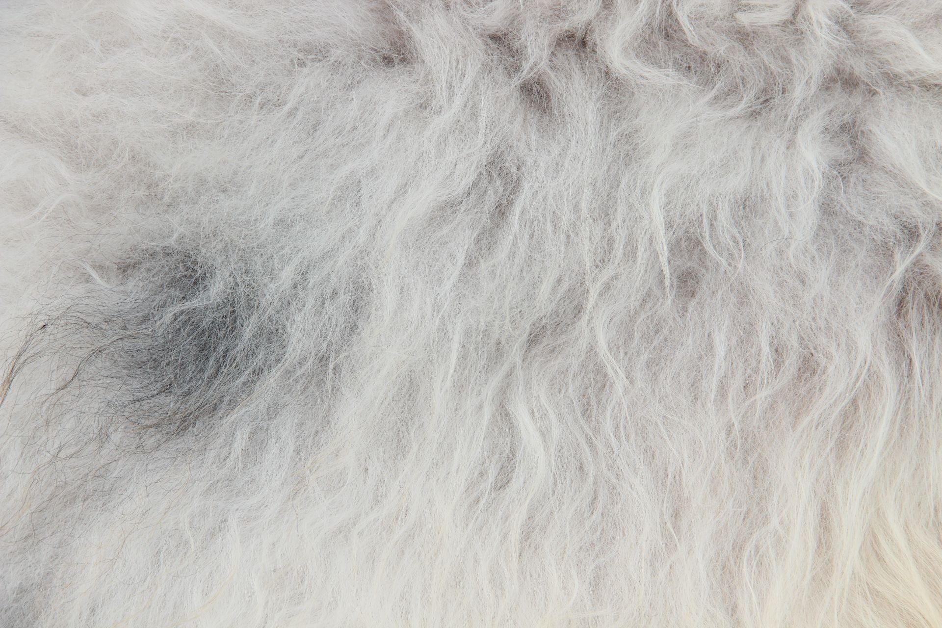 Heidschnucke Weiß mit brauner Unterwolle