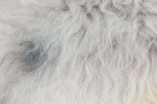 Heidschnucke Weiß mit brauner Unterwolle