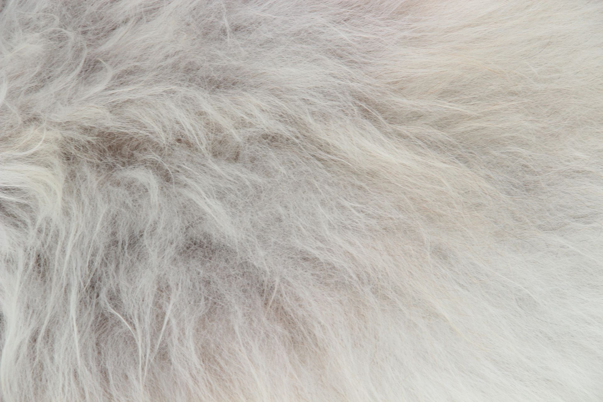 Heidschnucke Weiß mit brauner Unterwolle