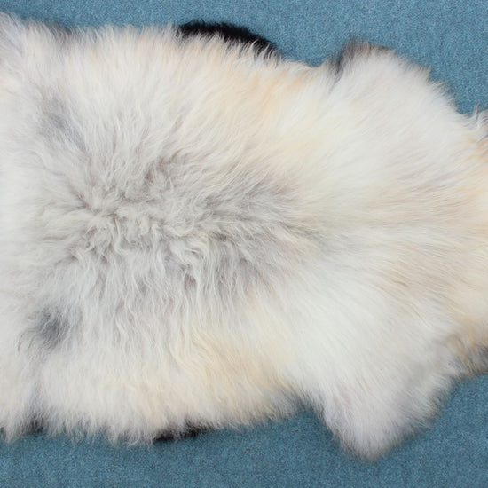 Heidschnucke Weiß mit brauner Unterwolle