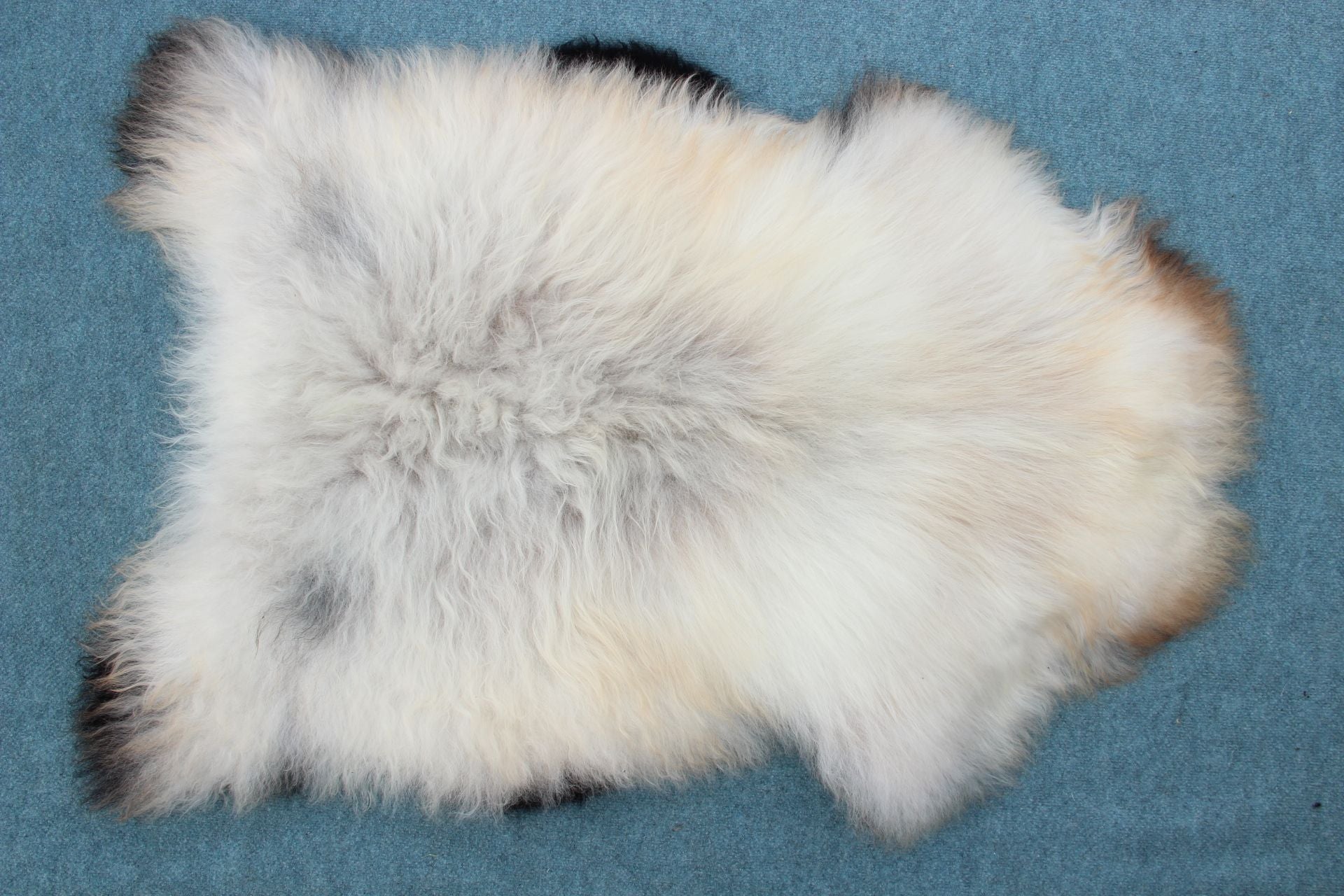 Heidschnucke Weiß mit brauner Unterwolle