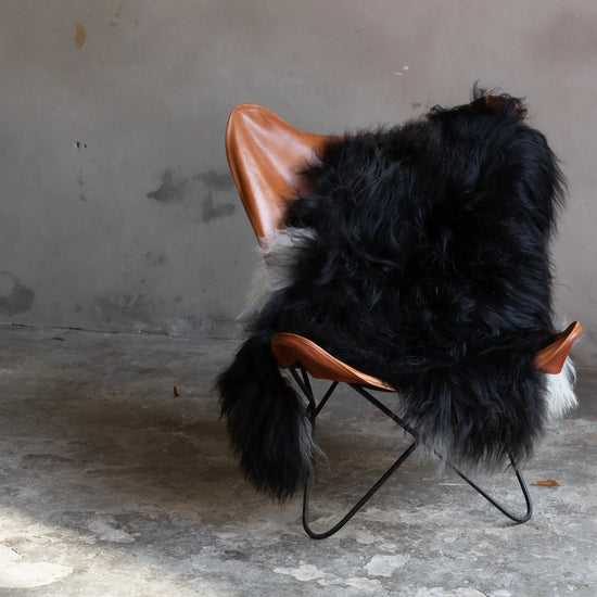 Heidschnucke Schwarz mit weißem Bauch