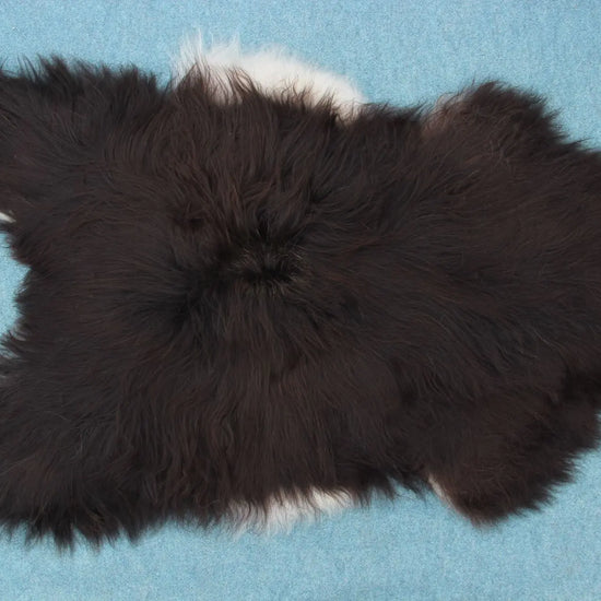 Heidschnucke Schwarz mit weißem Bauch