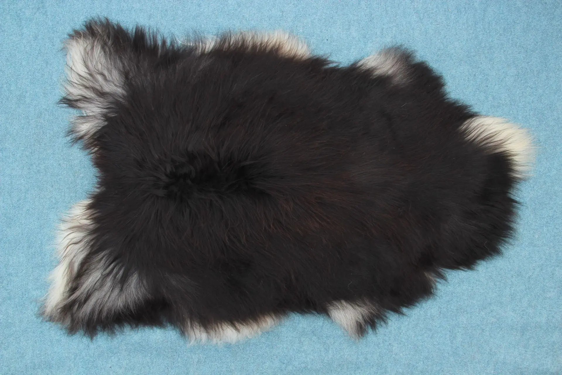 Heidschnucke Schwarz mit weißem Bauch