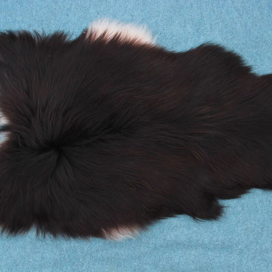 Heidschnucke Schwarz mit weißem Bauch