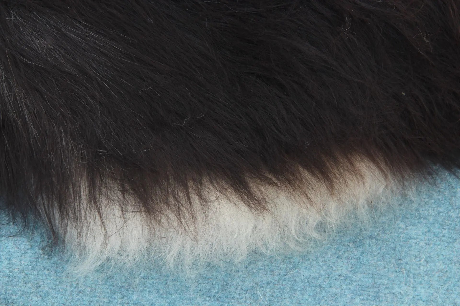 Heidschnucke Schwarz mit weißem Bauch