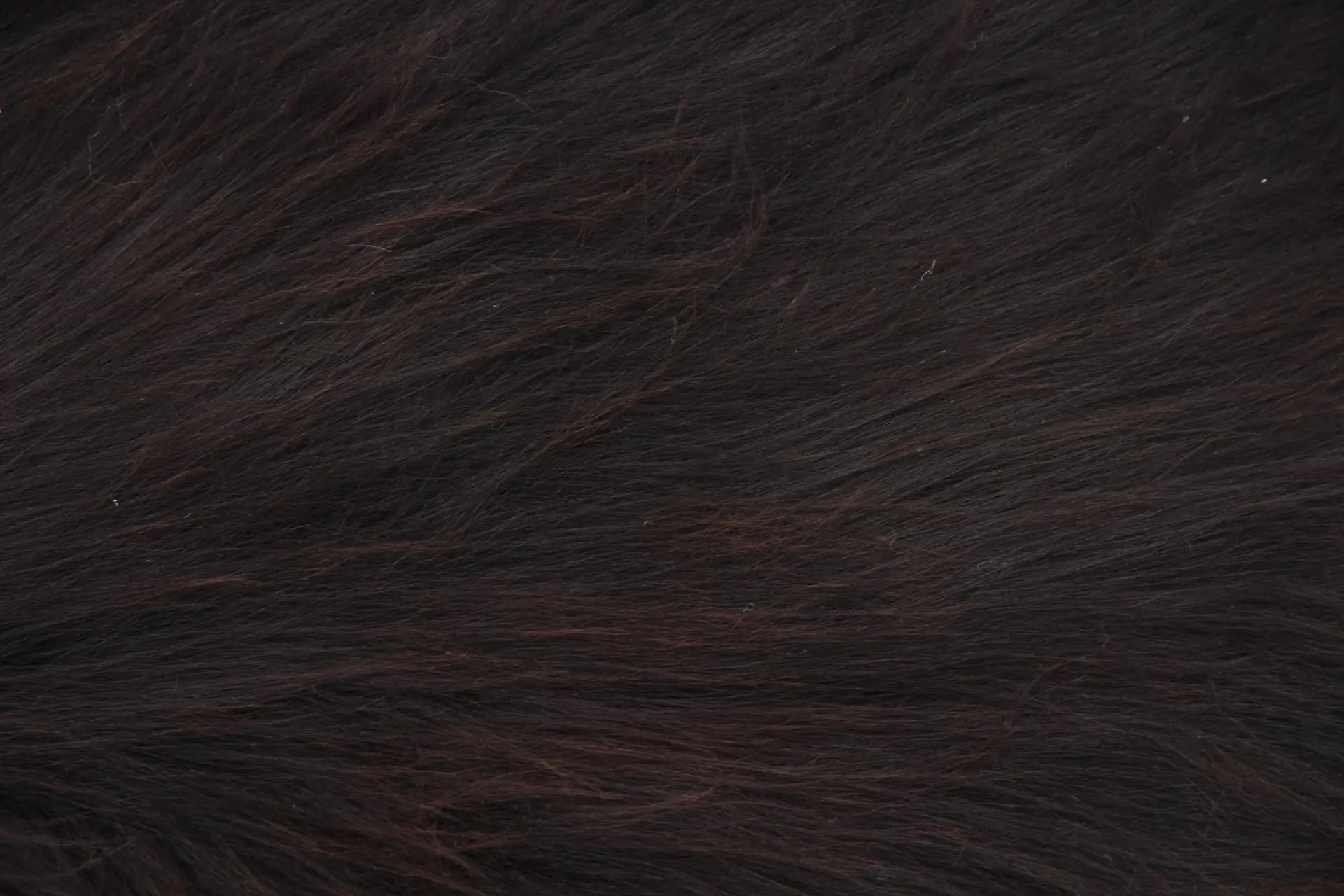 Heidschnucke Schwarz mit weißem Bauch