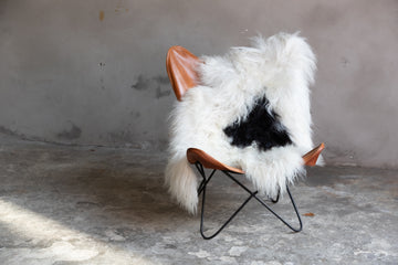 Heidschnucke Schwarz-Weiß