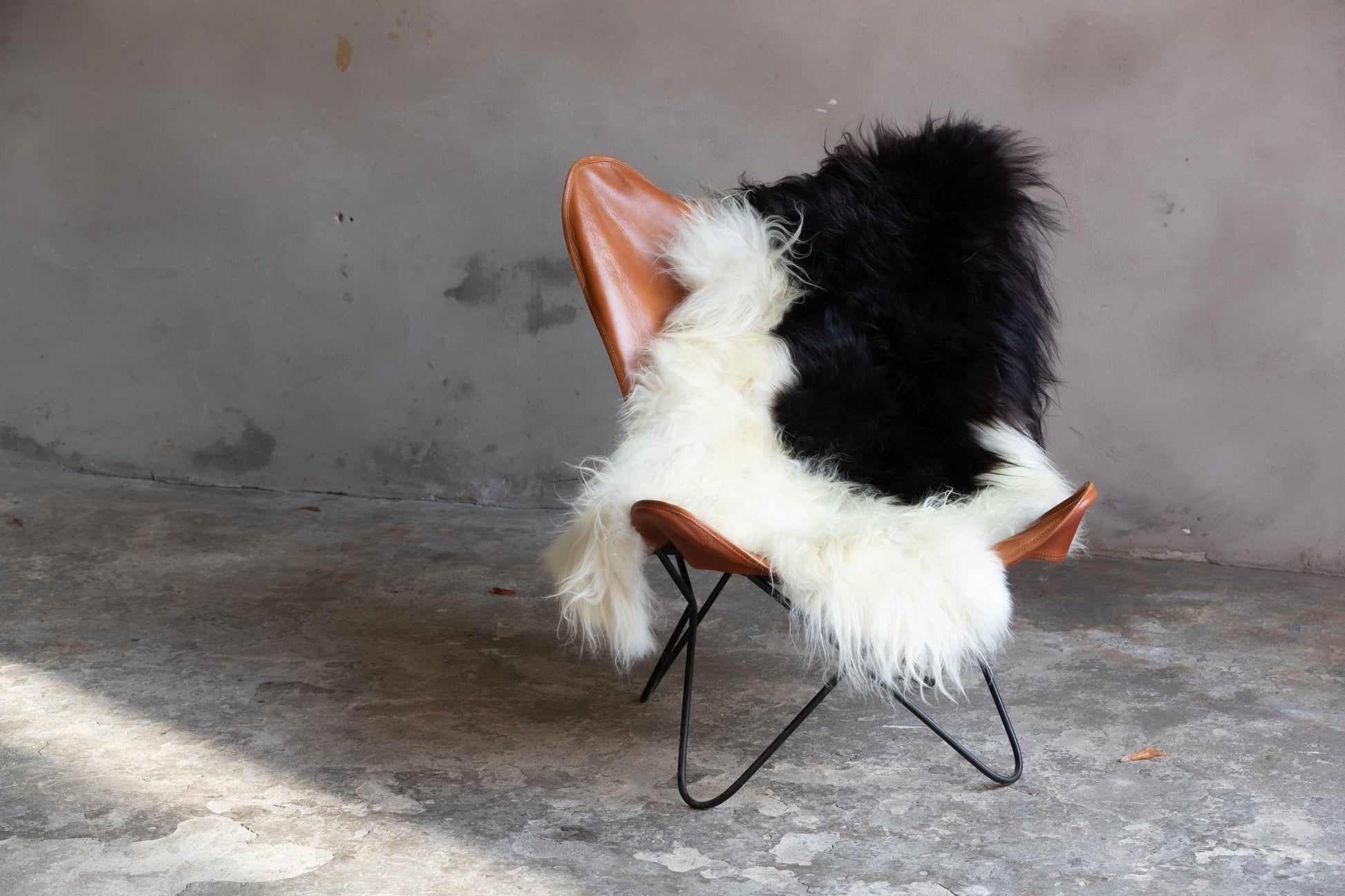 Heidschnucke Schwarz-Weiß