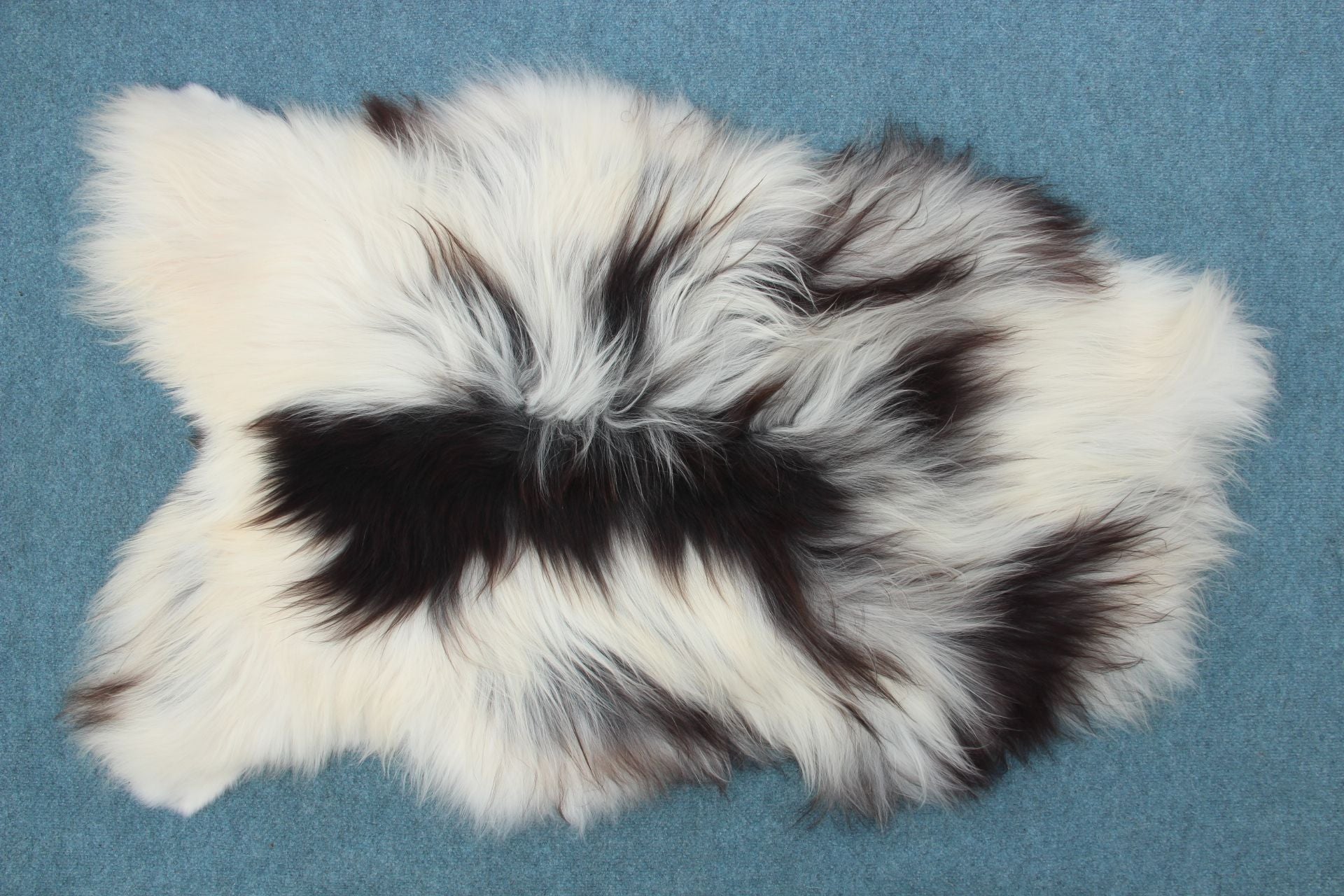 Heidschnucke Schwarz-Weiß