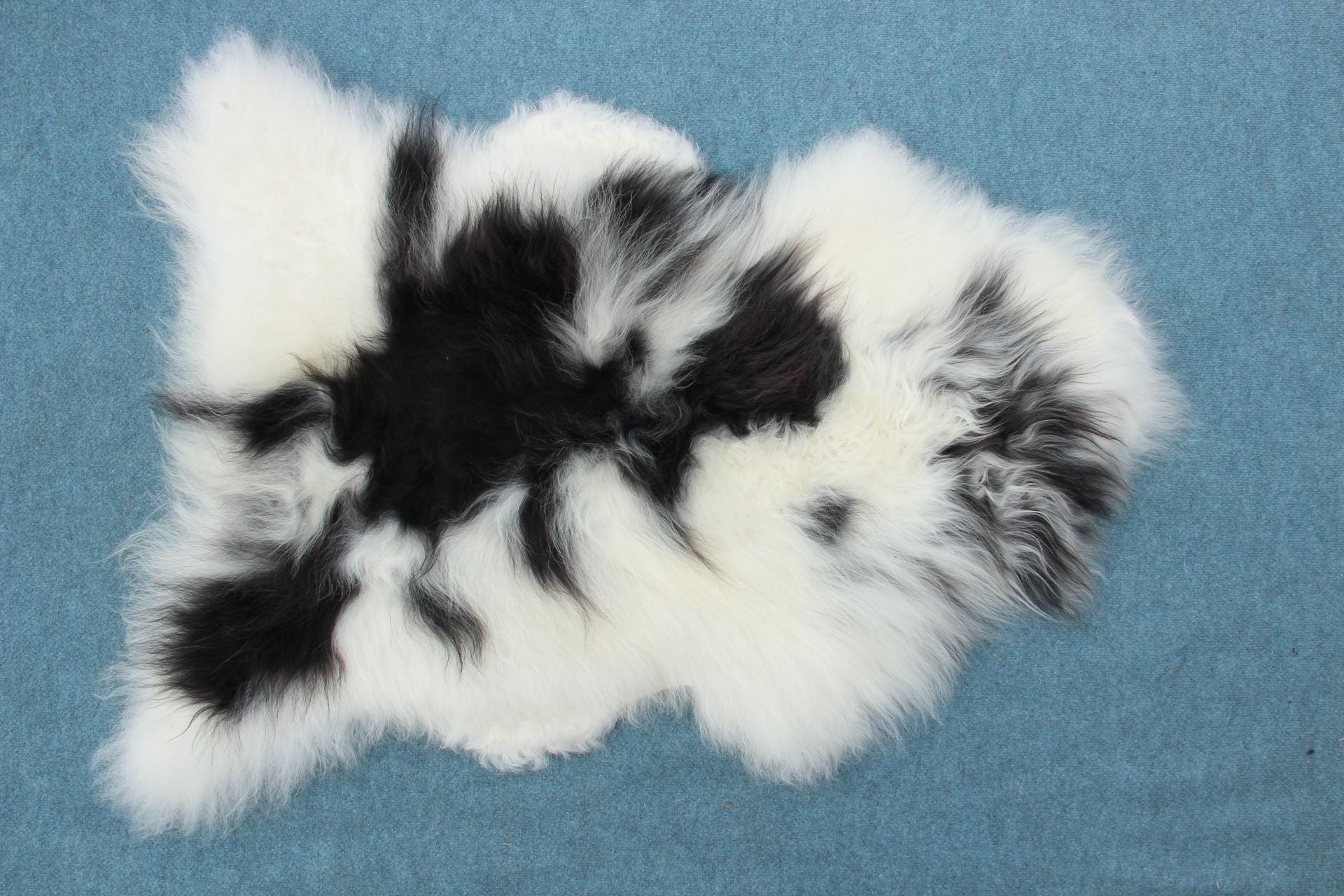 Heidschnucke Schwarz-Weiß