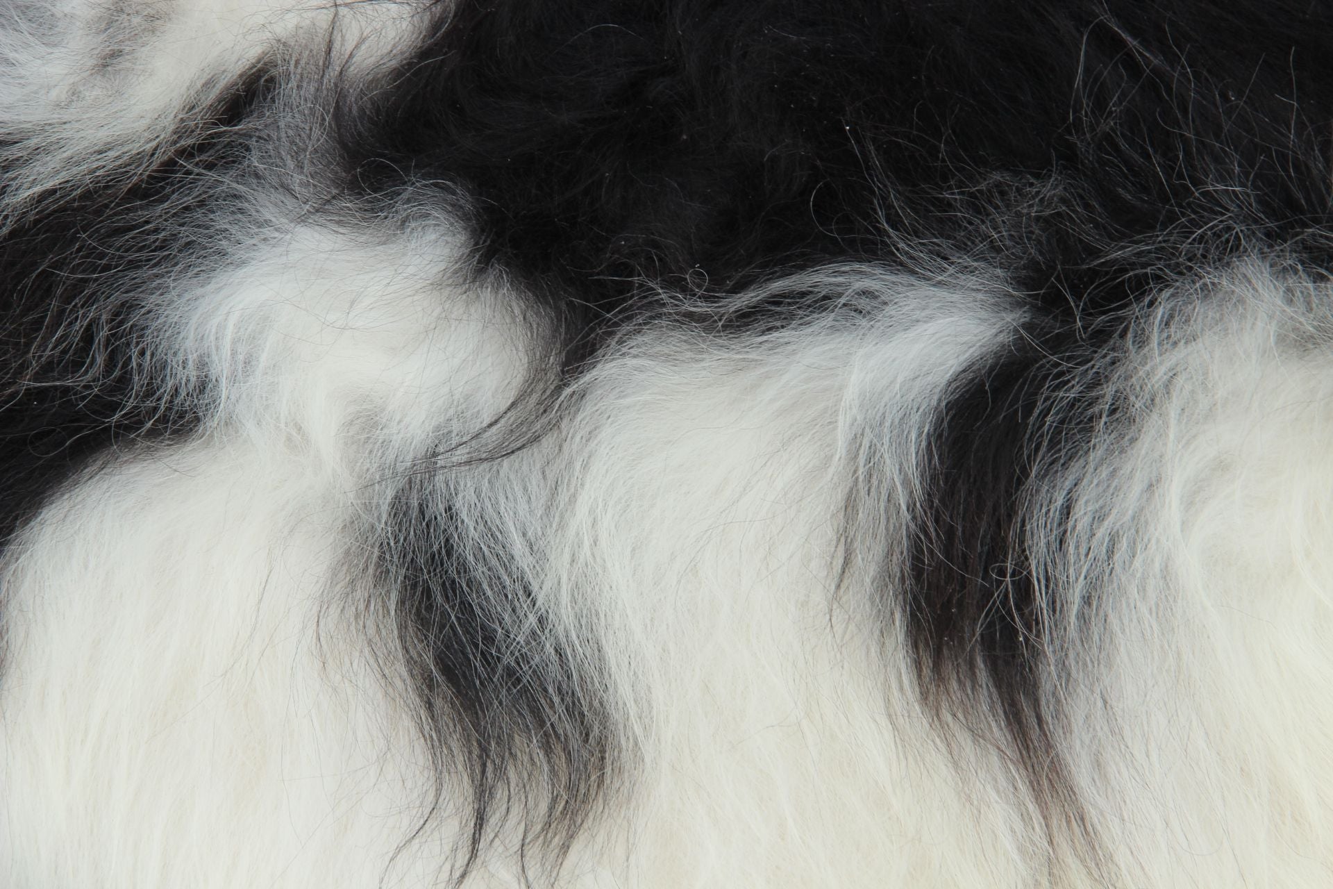 Heidschnucke Schwarz-Weiß