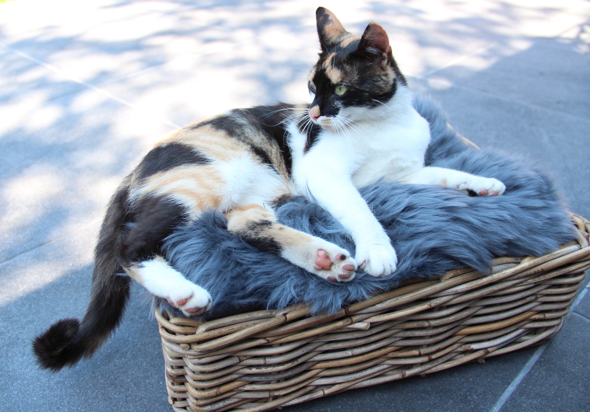 Lammfell Sitzauflage Eckig Anthrazit