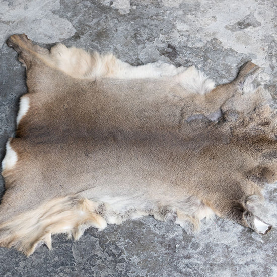 Rehdecke Rehfell mit Fehler