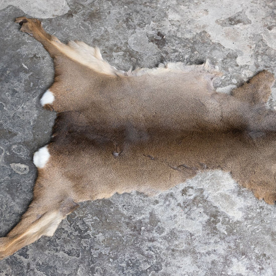 Rehdecke Rehfell mit Fehler