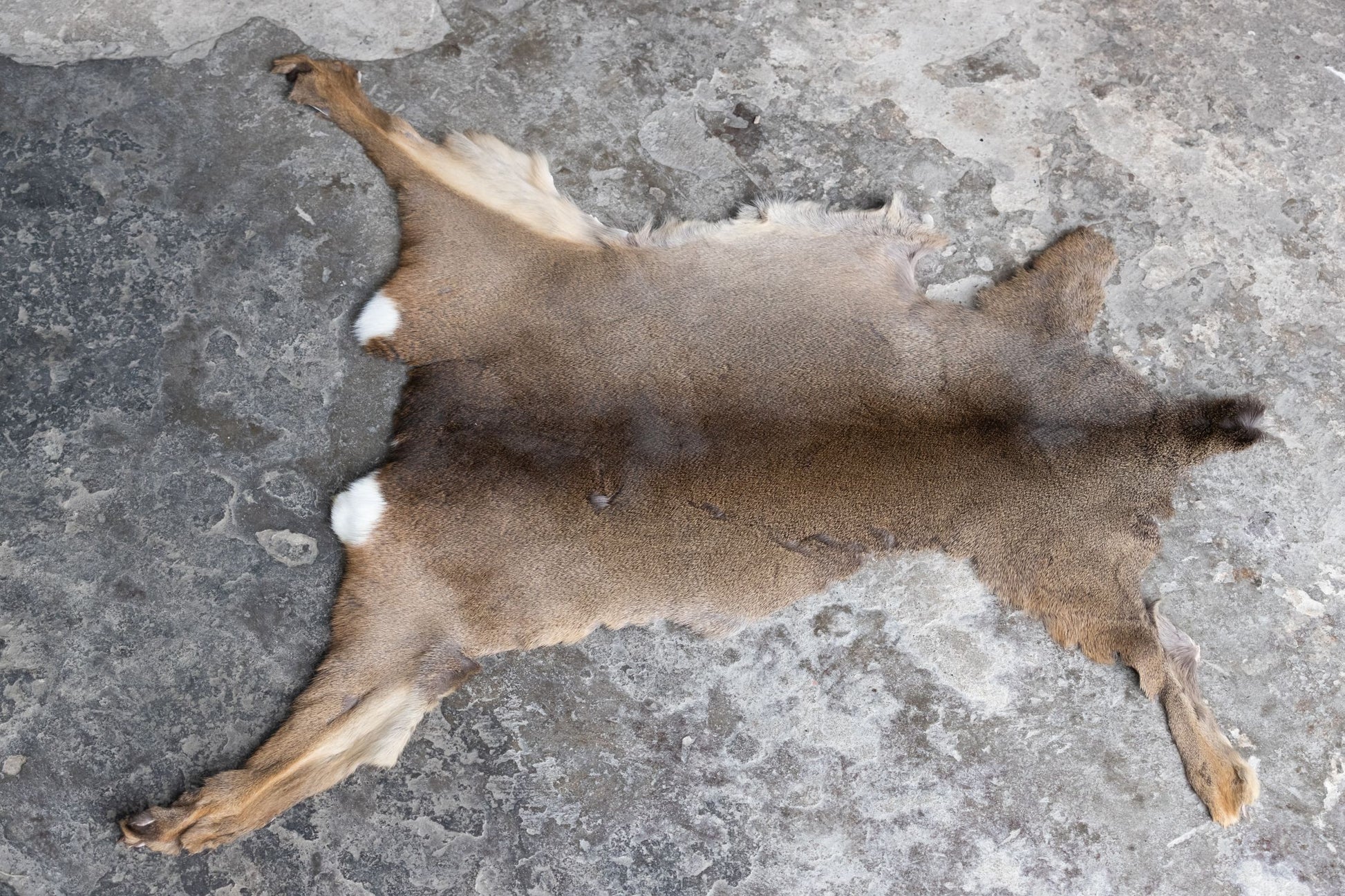 Rehdecke Rehfell mit Fehler