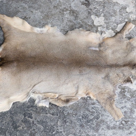 Rehdecke Rehfell mit Fehler