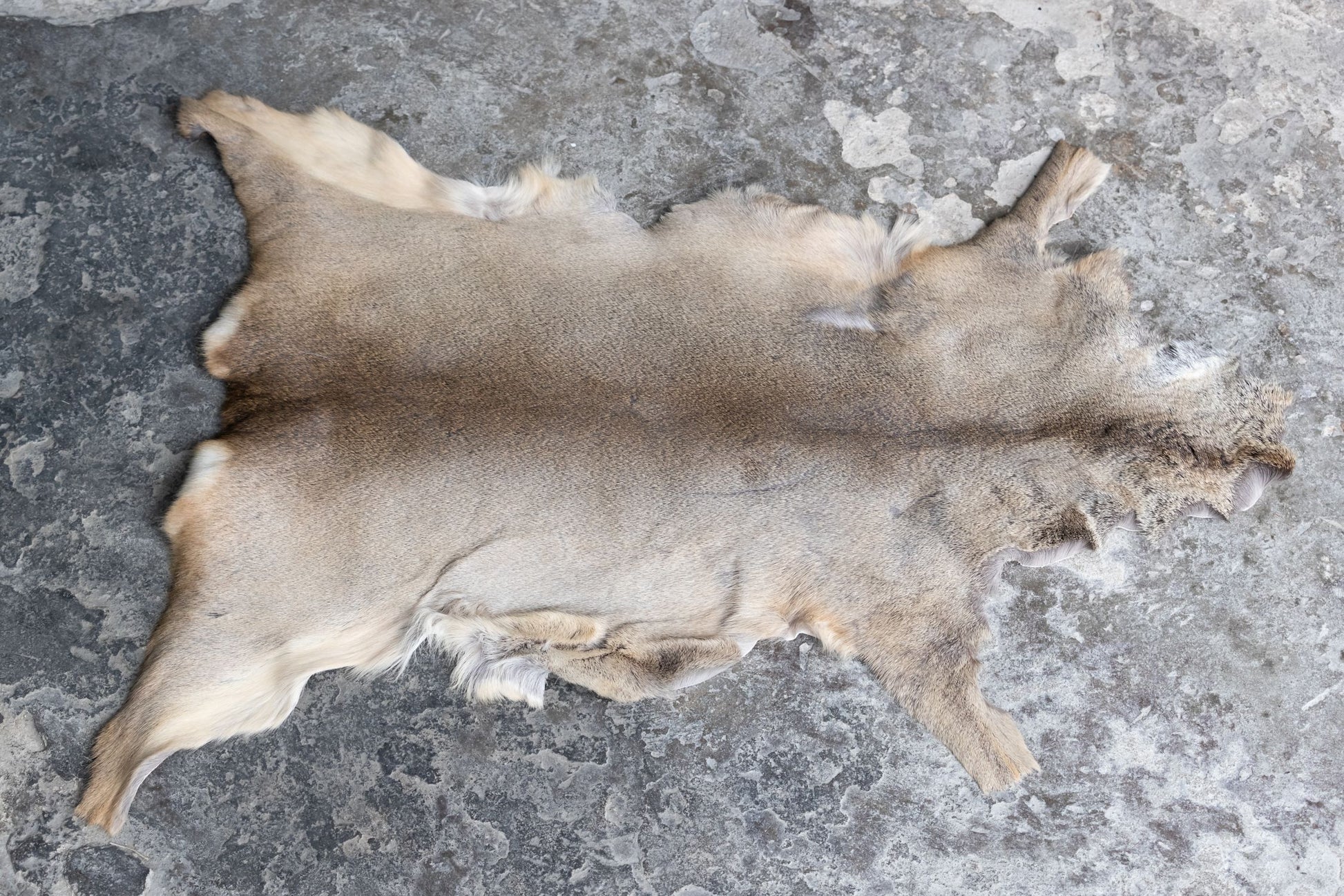 Rehdecke Rehfell mit Fehler