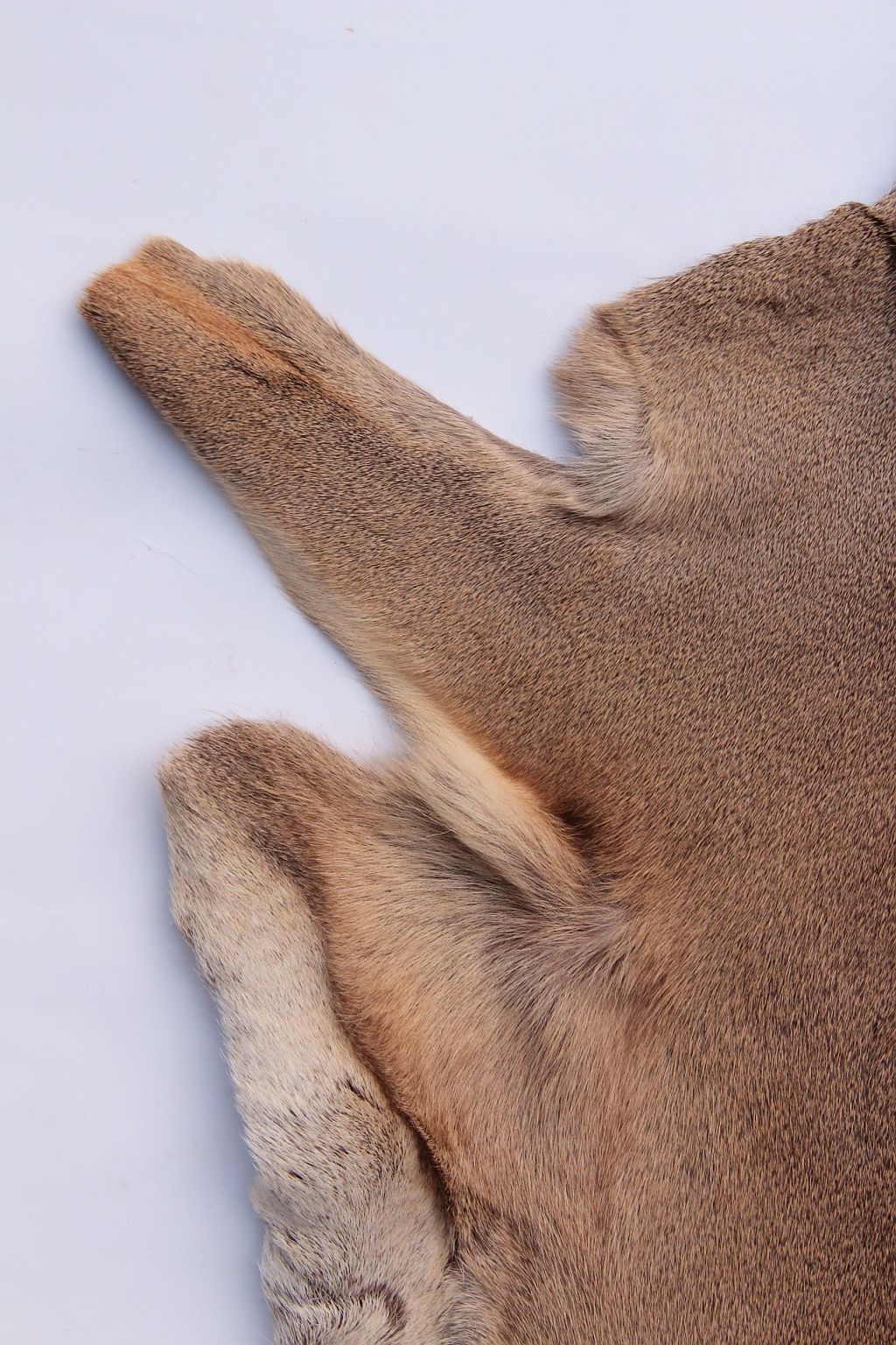 Rehdecke Rehfell 1. Wahl (Winterfell)