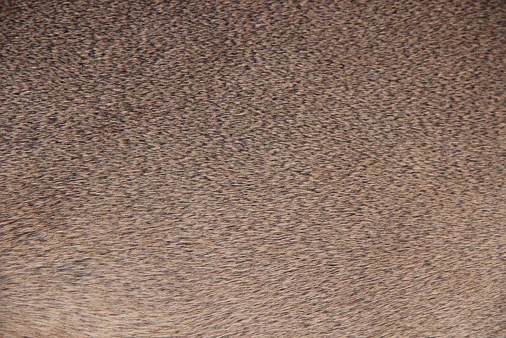 Rehdecke Rehfell 1. Wahl (Winterfell)