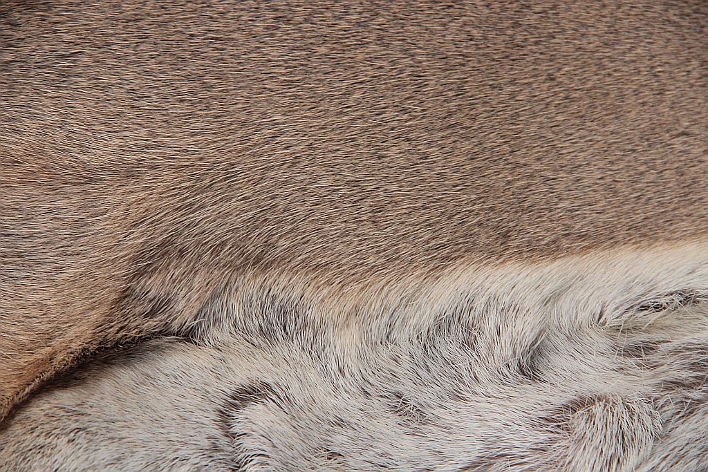 Rehdecke Rehfell 1. Wahl (Winterfell)