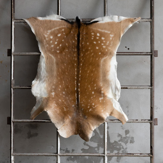 Damhirschdecke Hirschdecke Hirschfell gepunktet Winterfell