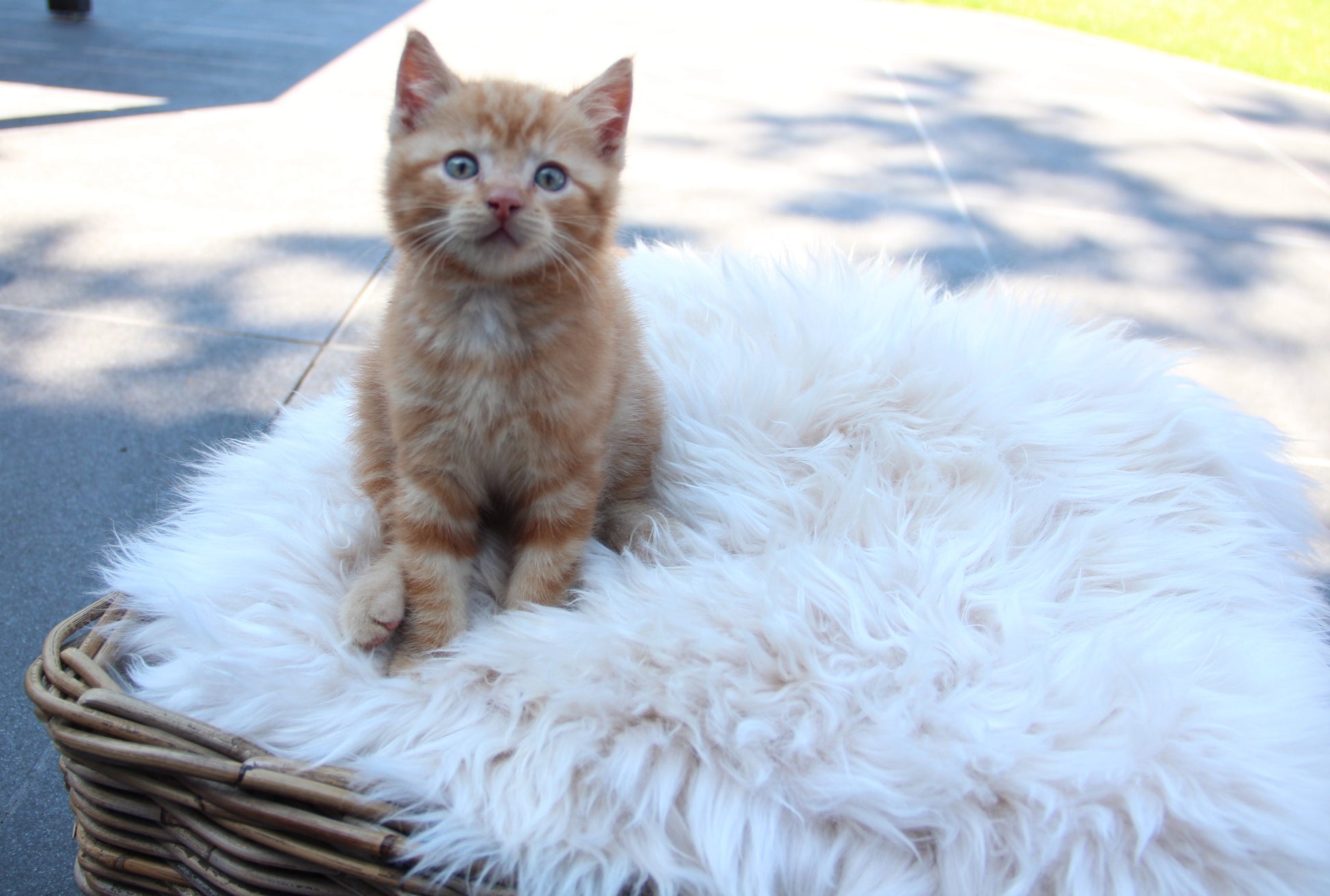 Lammfell Sitzauflage Eckig Perl