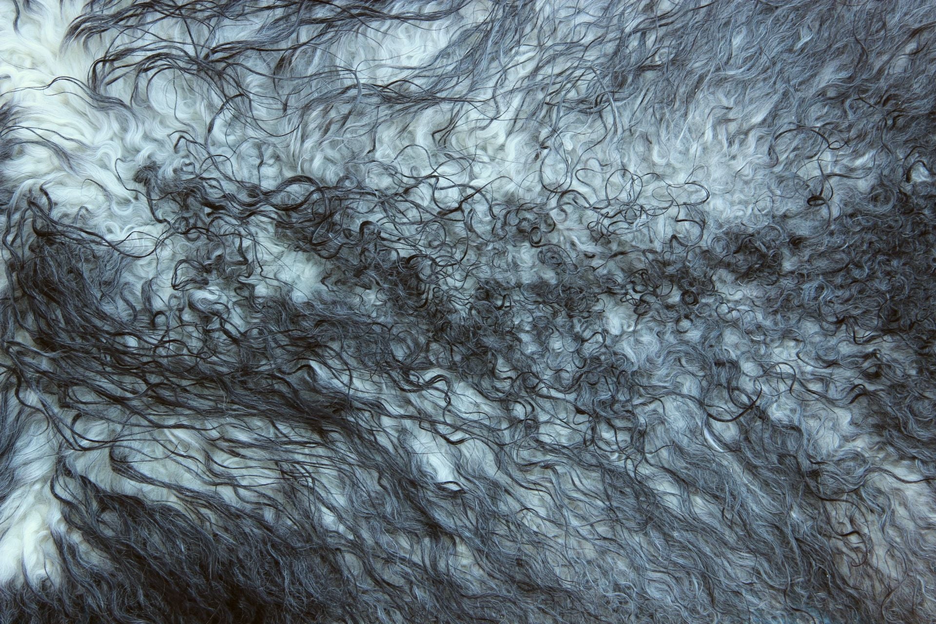 Gotland Schaffell (204)