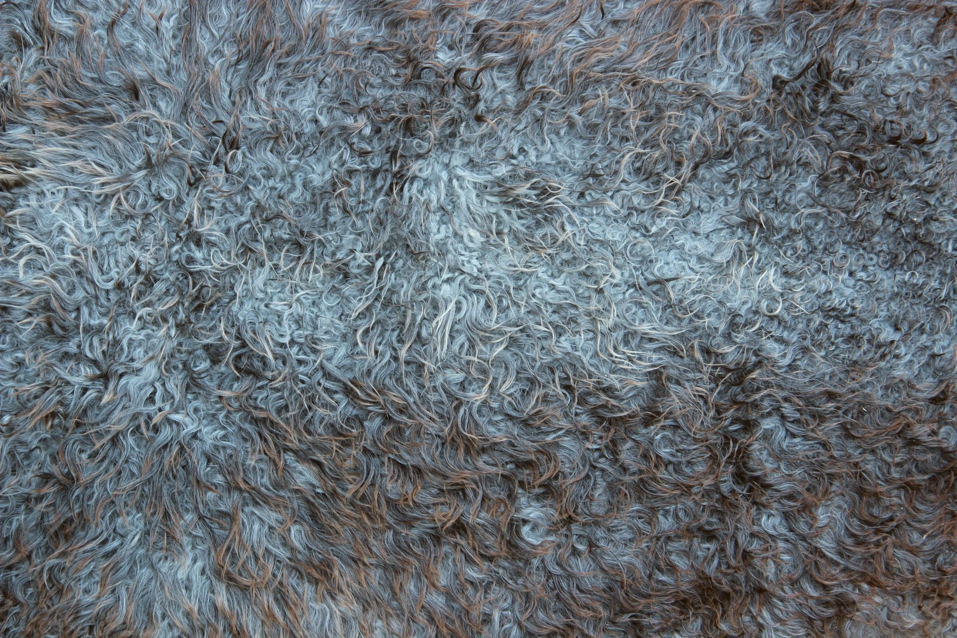 Gotland Schaffell (211)