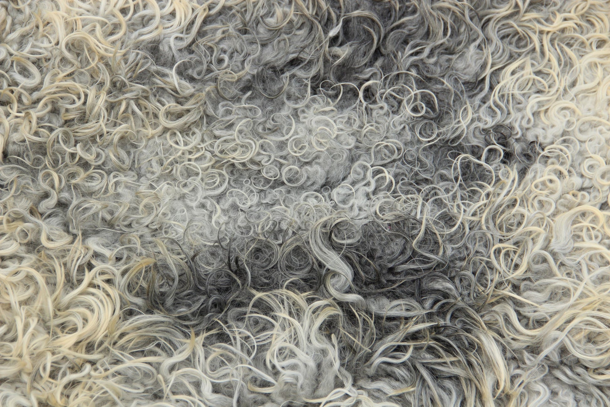 Gotland Schaffell (222)