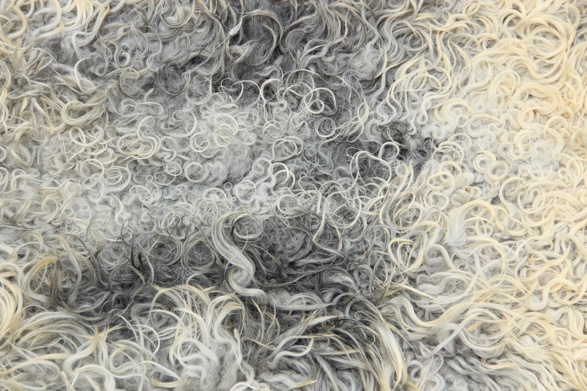 Gotland Schaffell (222)