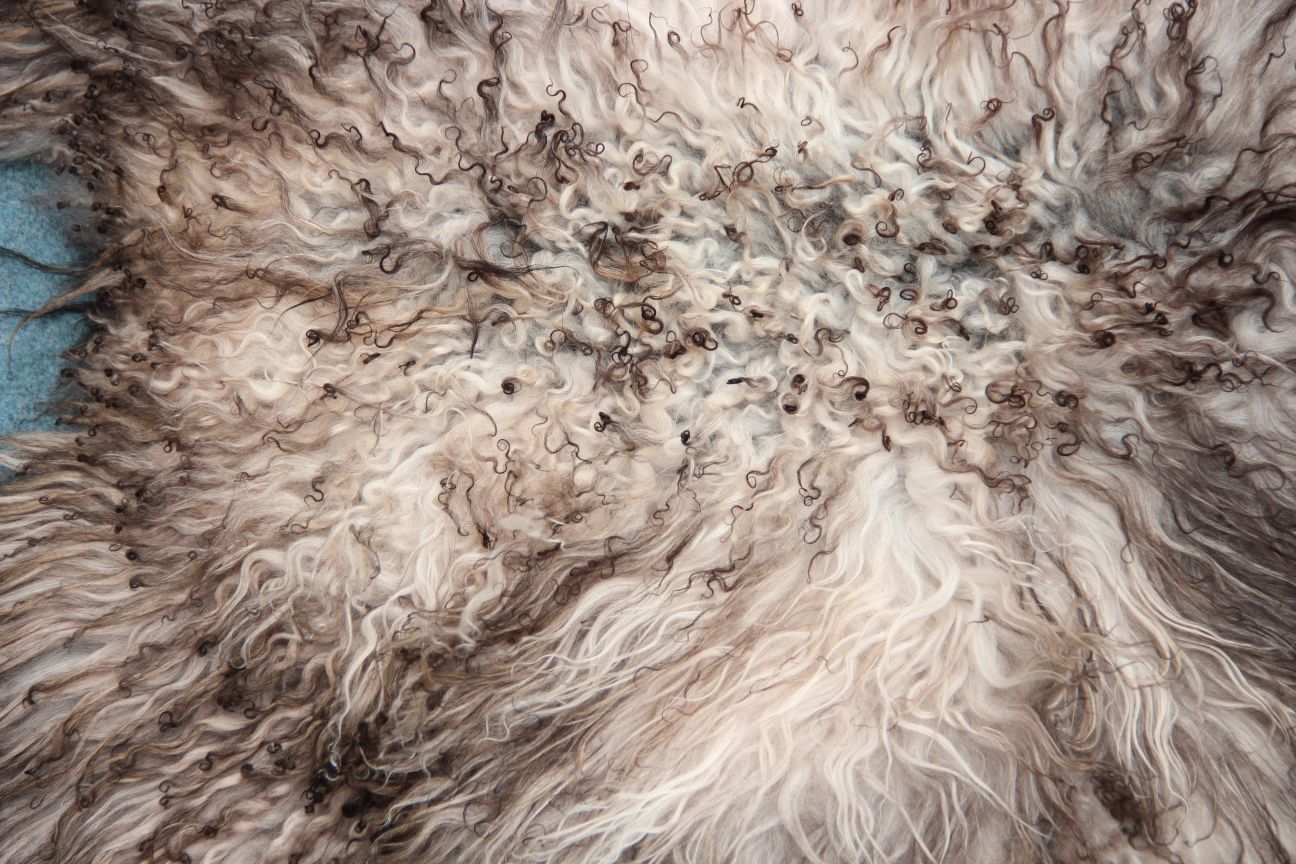 Gotland Schaffell (229)