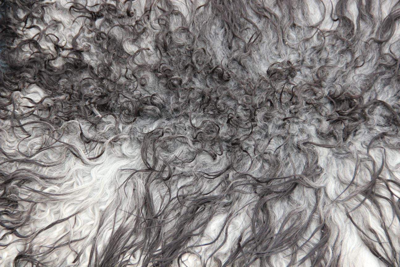 Gotland Schaffell (234)