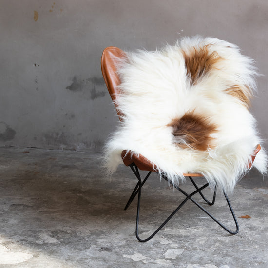 Heidschnucke Weiß mit Braunen Punkten