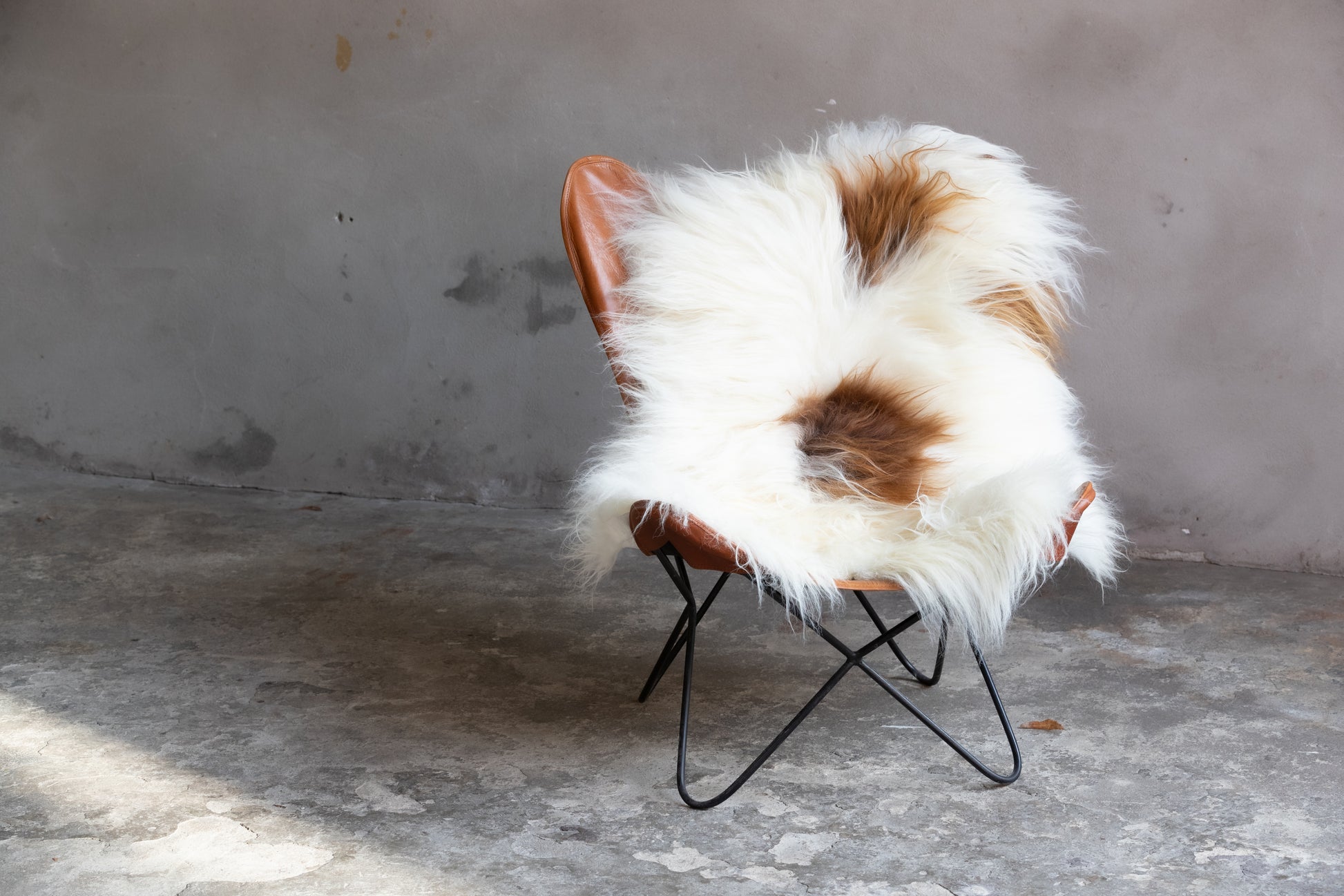 Heidschnucke Weiß mit Braunen Punkten