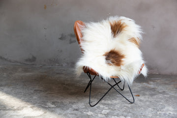 Heidschnucke Weiß mit Braunen Punkten