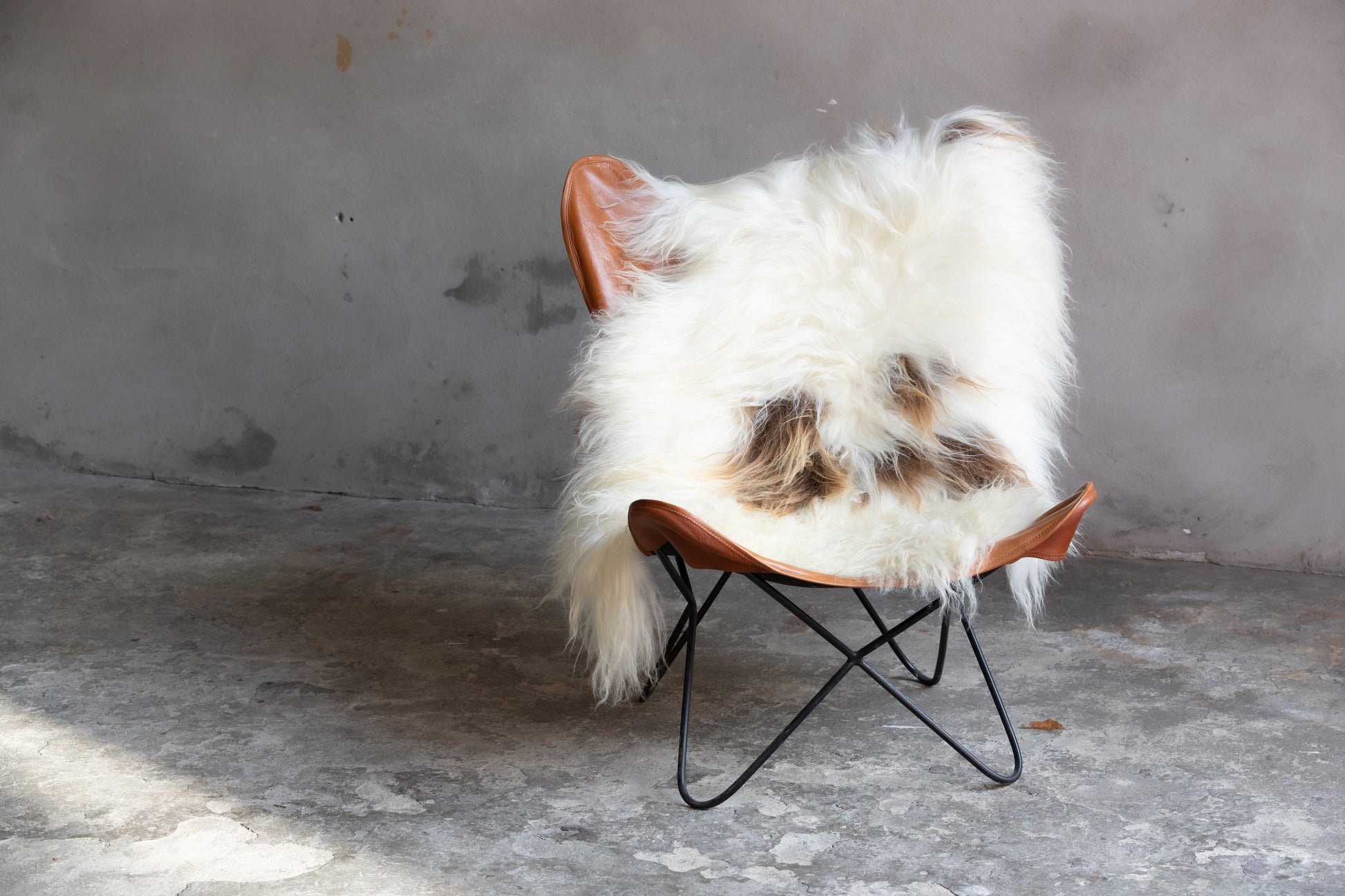 Heidschnucke Weiß mit Braunen Punkten