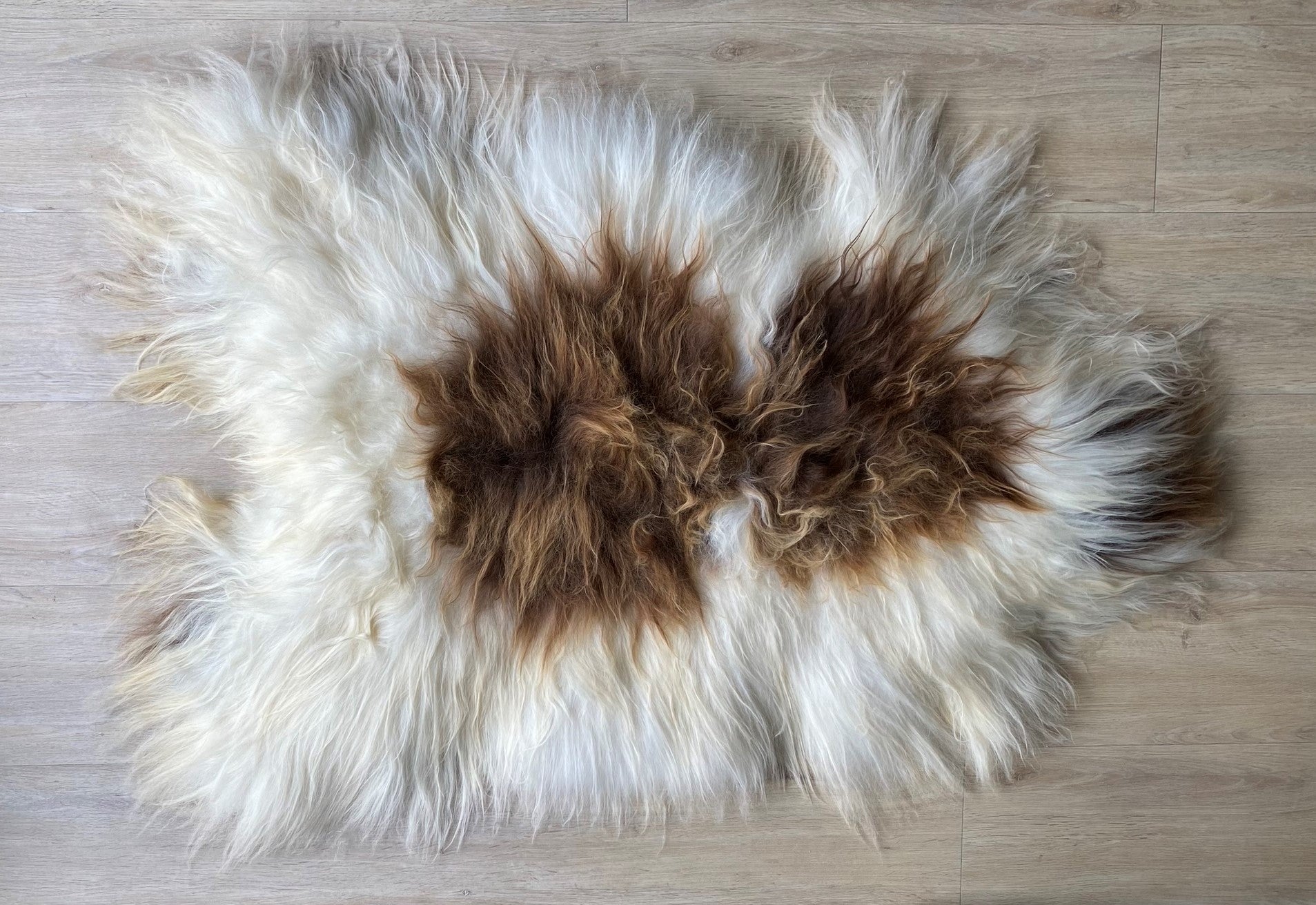 Heidschnucke Weiß mit Braunen Punkten