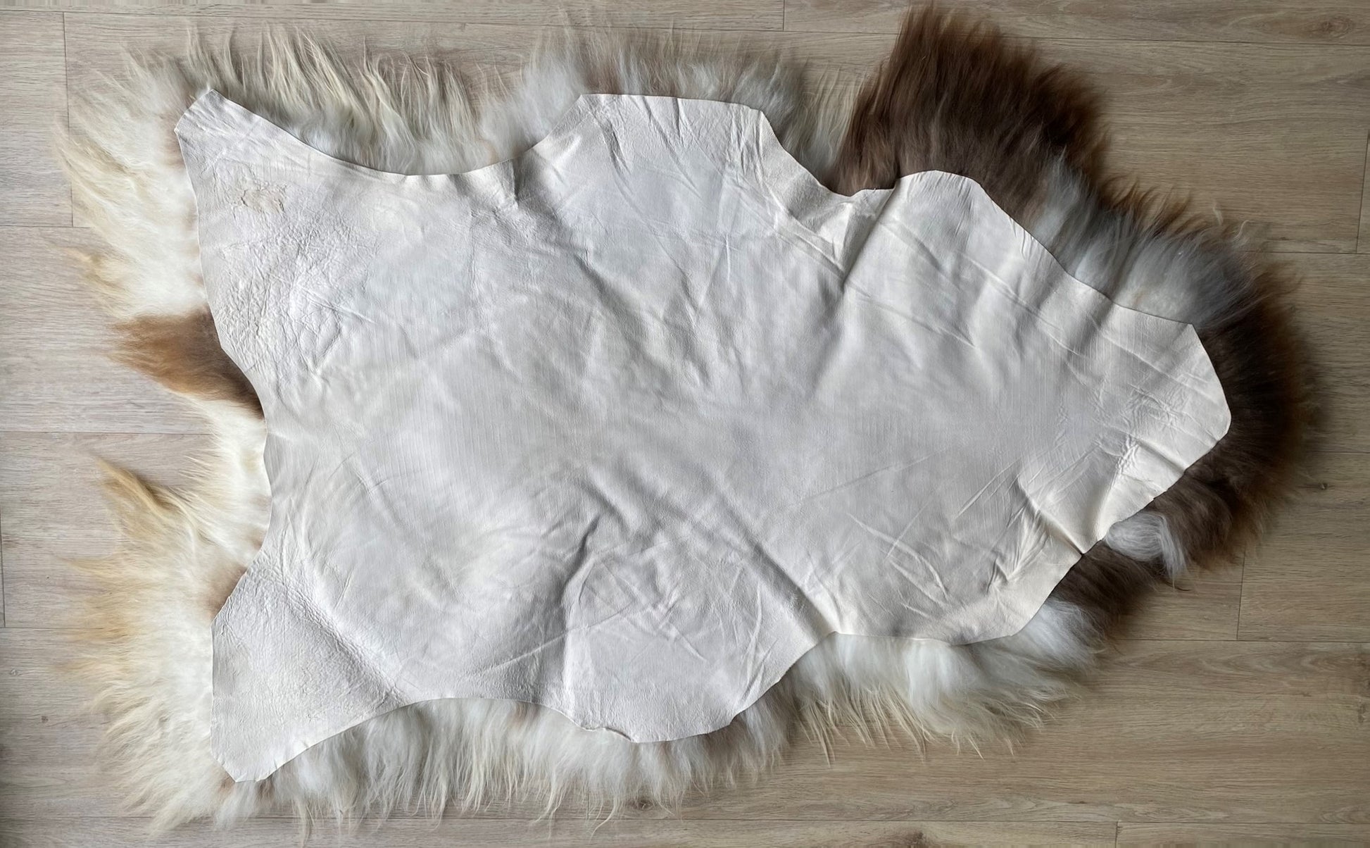 Heidschnucke Weiß mit Braunen Punkten