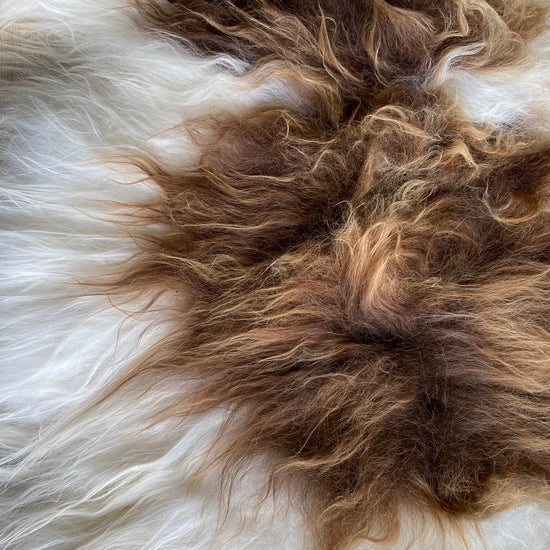 Heidschnucke Weiß mit Braunen Punkten