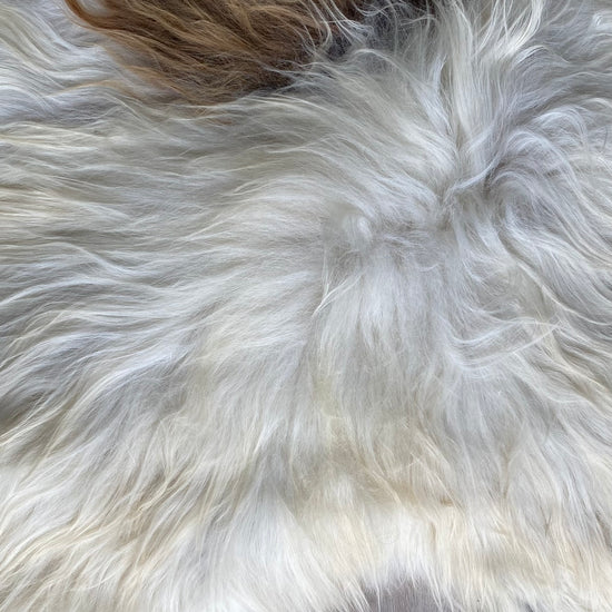 Heidschnucke Weiß mit Braunen Punkten