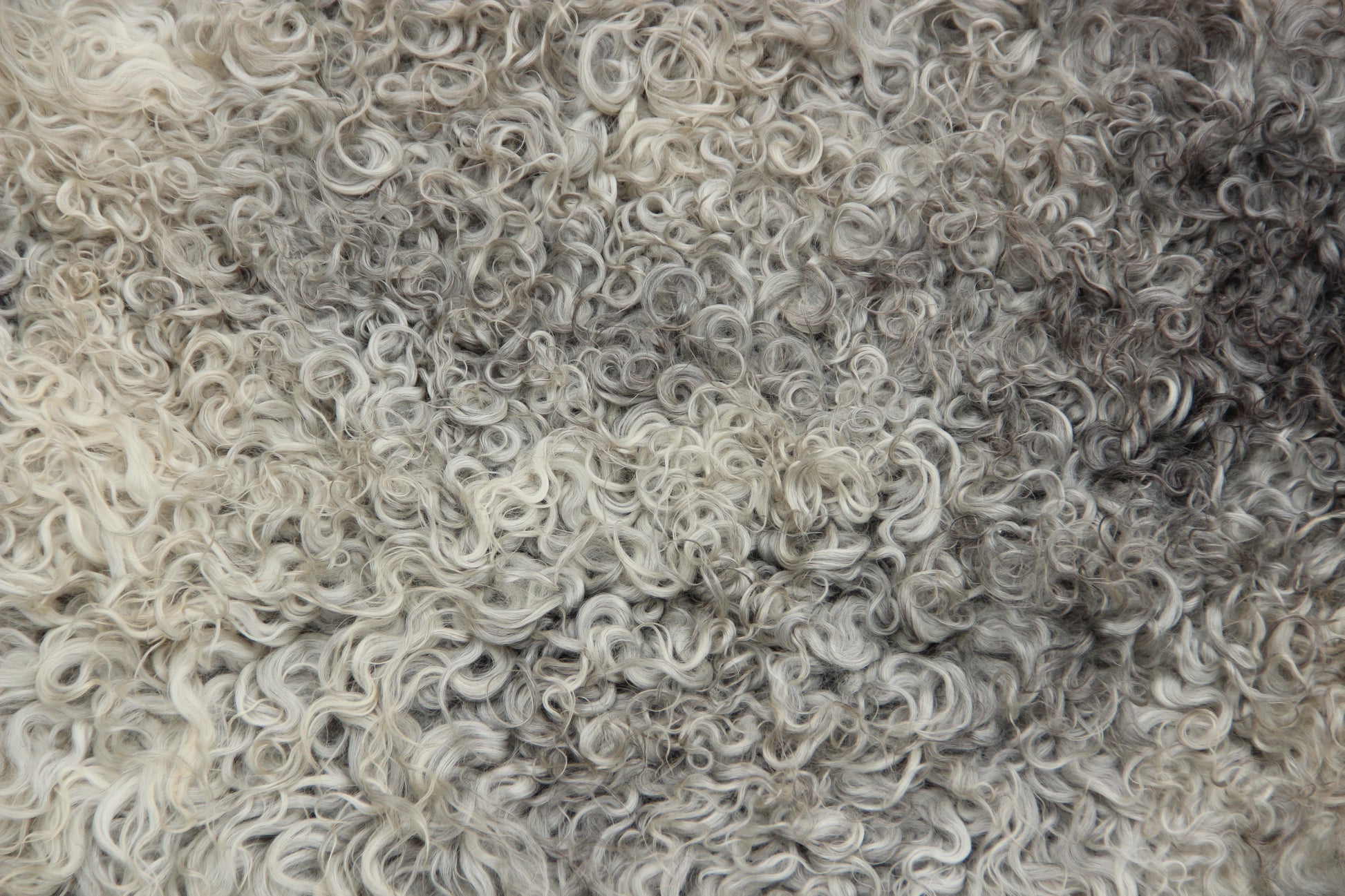 Gotland Schaffell (238)