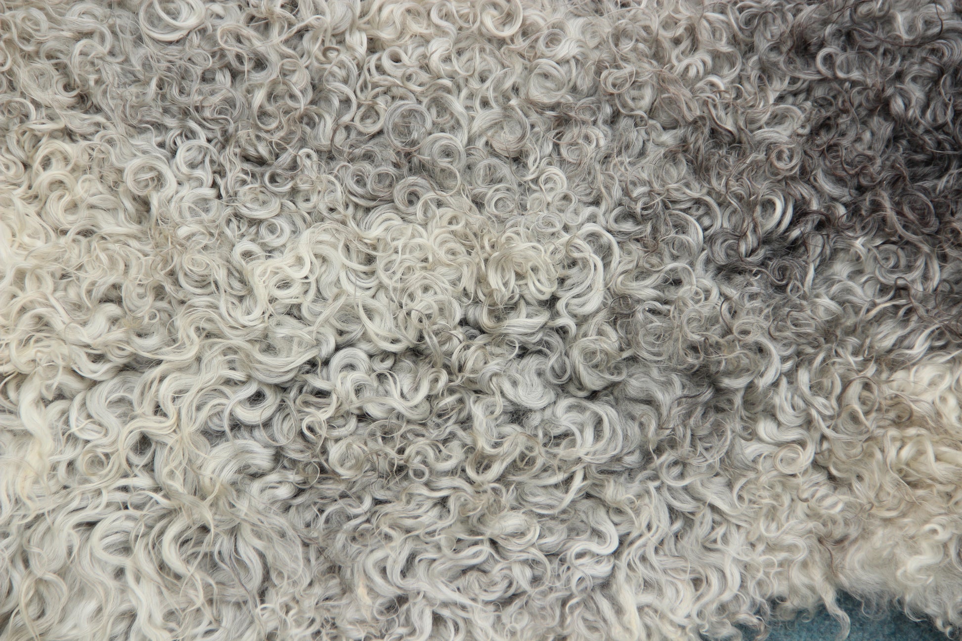 Gotland Schaffell (238)