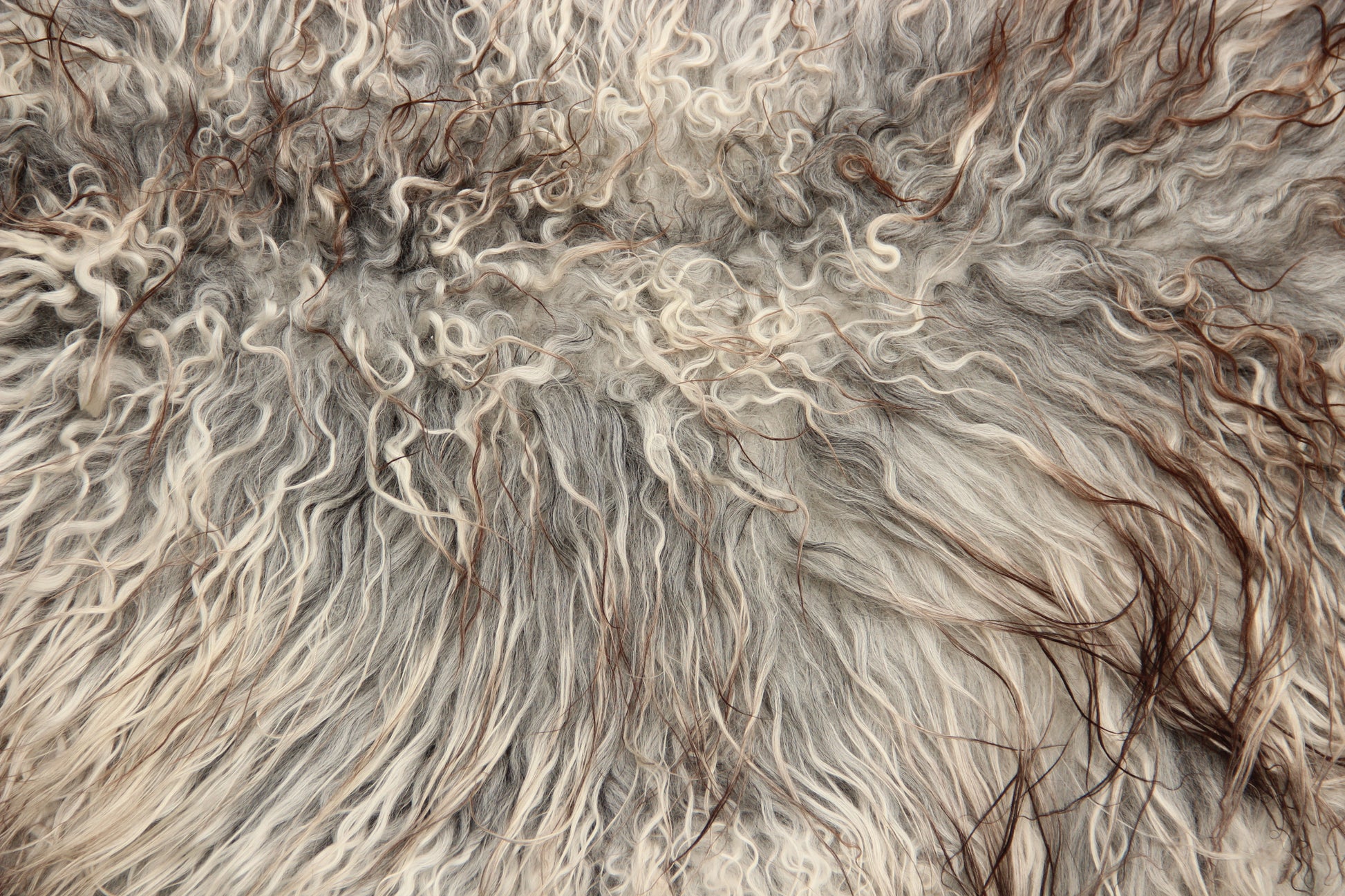 Gotland Schaffell (241)