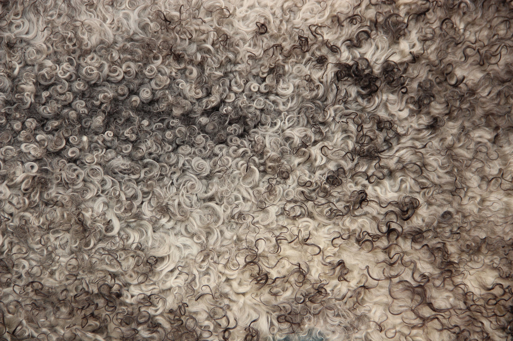 Gotland Schaffell (248)