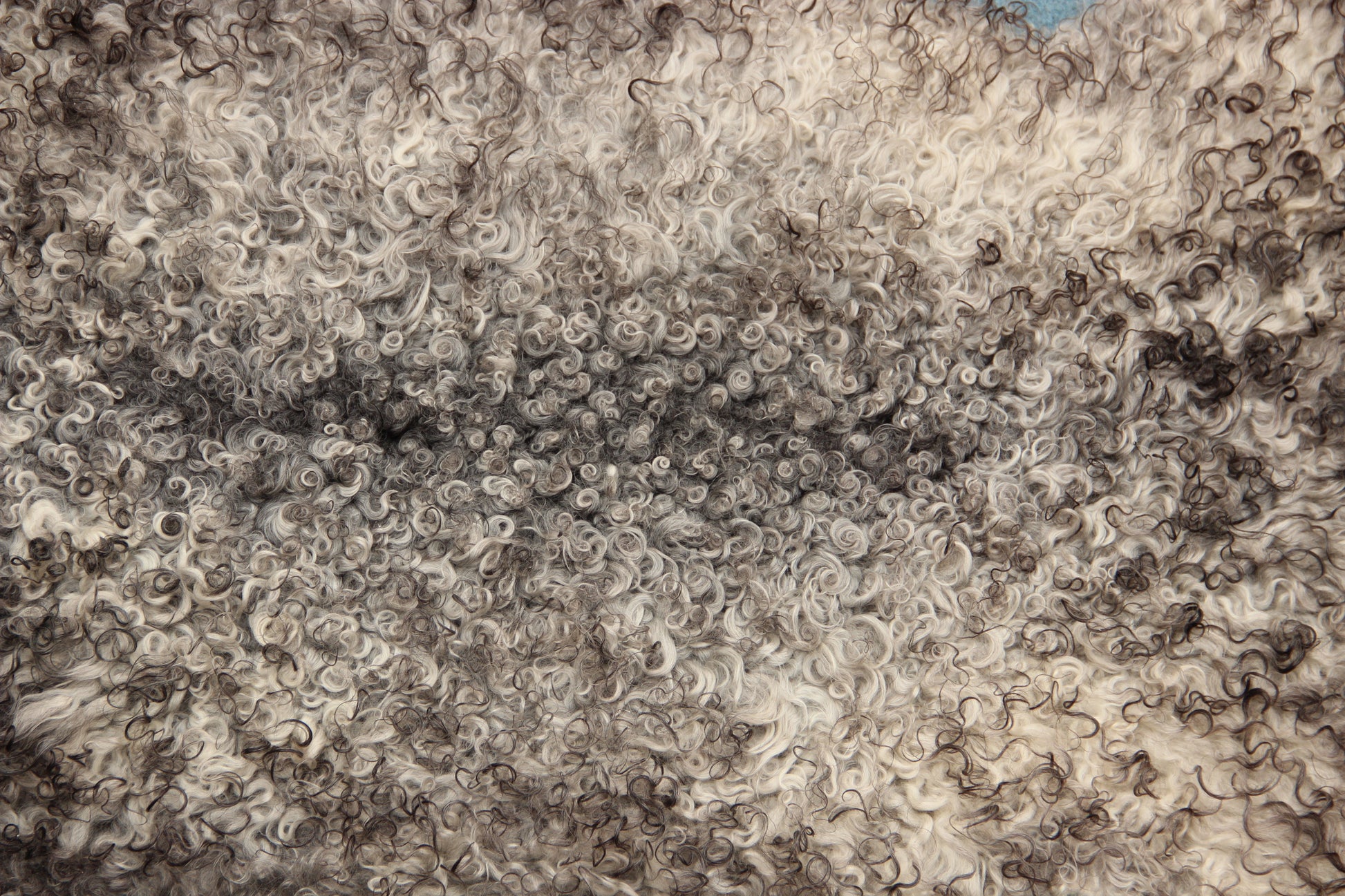 Gotland Schaffell (248)