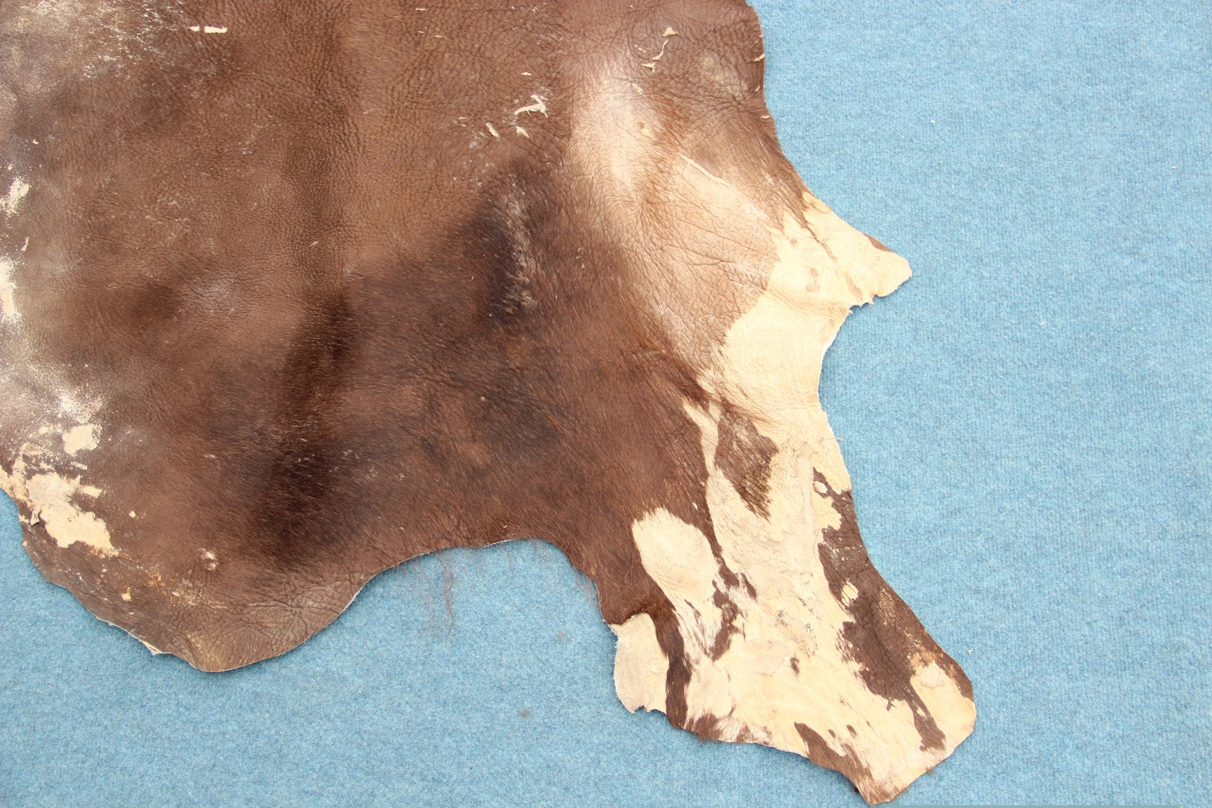 Deutsches Bisonfell (105)