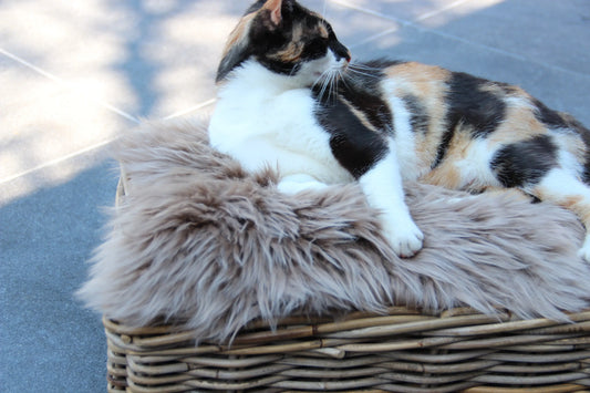 Lammfell Sitzauflage Rund Taupe (braun)